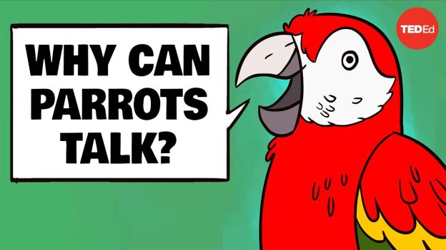 Why can parrots talk?